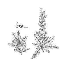Vintage Engraving Illustration Of Sage Healing And Cosmetics Herb ...
