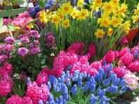 Buffalo Botanical Gardens Spring Flower Show - April 24, 2022- Buffalo ...